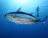 Tuna OTORO