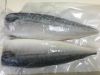 Frozen Mackerel Fillets