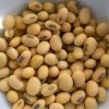 High Quality Soybean 