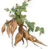 Kudzu Roots & Root...