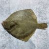 Wild Caught Turbot