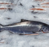 Frozen salmon fish Norway seafood fillet portions loins steaks slices private label for wholesale