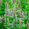 Patchouli Oil, Direct ...