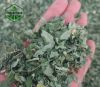 Moringa Leaves dried P...