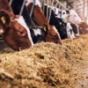 Animal feed Available for Sale  