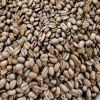 Coffee Beans Arabica Green Beans Lintong Nihuta