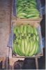 Fresh banana
