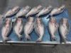Pangasius Butterfly