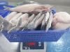 Pangasius Butterfly