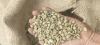 Robusta Coffee Beans S...