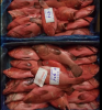 Red Grouper