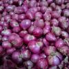 Red Shallot