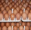 Best Quality Custom Made Wholesale Fertilized Chicken Eggs Cobb 500 Broiler Chicken Eggs Fresh Cobb 700 Fertile eggs