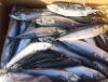 Frozen Pacific Mackerel Fish