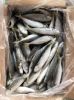 Frozen Pacific Mackerel Fish