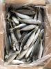 Grade AA Ribbon Fish
