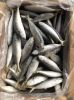 Frozen Pacific Mackerel Fish