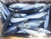 Frozen Pacific Mackerel Fish