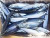 Grade AA Ribbon Fish