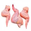 Frozen Premium Quality Chicken Feet Paws Supplier High Quality Chicken Feet Paws Bulk Supply from USA