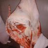 Halal Chilled and Frozen Carcass Lamp meat /sheep meat / Mutton meat bulk sale