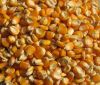 Best grade top quality dried yellow Cattle Feed Yellow Maize Wholesaler Of SMALL MAIZE yellow maize 