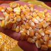 Best grade top quality dried yellow Cattle Feed Yellow Maize Wholesaler Of SMALL MAIZE yellow maize 