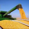 Best Quality Dried Style Yellow Corn/ Dry Maize For Animal Feed Best Price