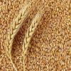 High Quality 100% Organic Wheat