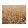 Feed Wheat Kazakhstan ...