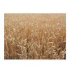 PREMIUM QUALITY whole-grain wheat cereal wheat grain for human consumption