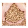 Best Quality Dried Wheat Grain For Cheapest Price Grade 1 and Grade 2 Milling Golden Wheat