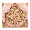 Top Quality Wheat grain for flour /Best Wheat grains for animal feed/ Wheat Seeds for sale