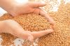 White Soft and Hard Wheat Grains for Sale