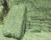 Best Super Export Quality Animal Feed Alfafa Hay Bales / Alfafa / Timothy Hay Available in Ready Stock 