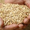 American Barley for Malt, Barley Feed, Malted Barley Animal Feed Barley