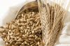 American Barley for Malt, Barley Feed, Malted Barley Animal Feed Barley