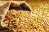 100% organic quality barley grain for poultry and other animal feeding