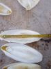 CUTTLEFISH BONE / CUTTLE BONE / SEPIA CUTTLEBONE FOR BIRD