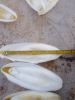 CUTTLEFISH BONE/ FOR B...