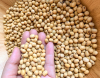 Soybean Soybeans Wholesale Organic Peeled Frozen Soybean