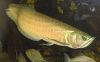 Arowana Fish for supply in UK