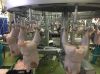 chicken breast fillet