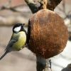 Coconut Shell Bird Feeder