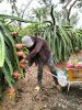 VietNamese Fresh Dragon Fruit - White Flesh - 5KG/CTN