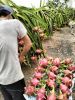 VietNamese Fresh Dragon Fruit - White Flesh - 5KG/CTN