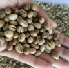 Robusta coffee beans. High grade VIP Price