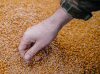 Grain, cereal, wheat f...