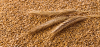 Grain, cereal, wheat f...
