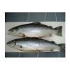 Frozen Horse Mackerel | Pacific Mackerel | Tuna | Trout | Bonito, Tilapia | Squid | Salmon fish